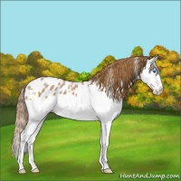 Horse Color:Red Roan Splash Appaloosa 