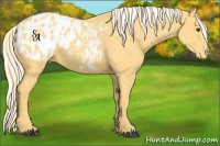 Horse Color:Palomino Appaloosa 