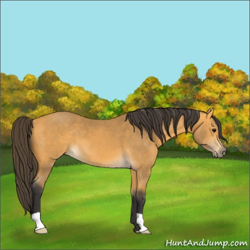 Horse Color:Buckskin 