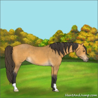 Horse Color:Buckskin 