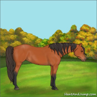 Horse Color:Bay 