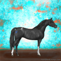 Horse Color:Black Appaloosa Rabicano 