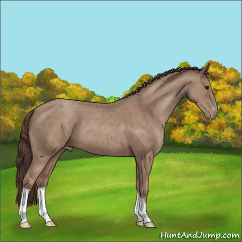 Horse Color:Classic Champagne Appaloosa 