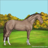 Horse Color:Classic Champagne Appaloosa 