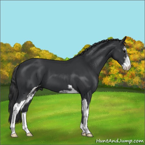 Horse Color:Black Sabino 