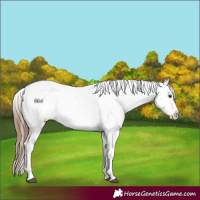 Horse Color:Chestnut Sabino Appaloosa Rabicano