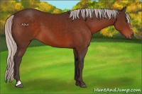Horse Color:Silver Brown Sabino 