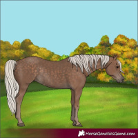 Horse Color:Silver Black Rabicano