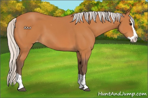 Horse Color:Silver Bay Splash Appaloosa 