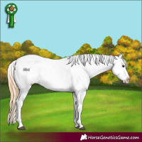 Horse Color:Red Dun Appaloosa 