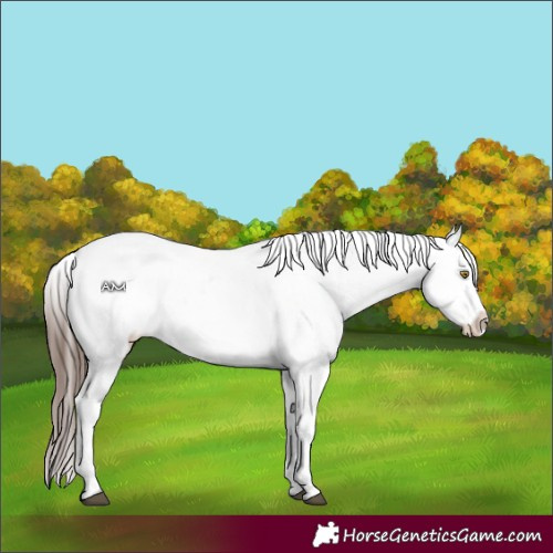 Horse Color:Brown Appaloosa 