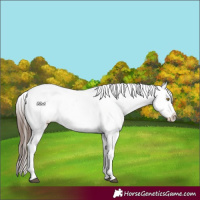 Horse Color:Brown Appaloosa