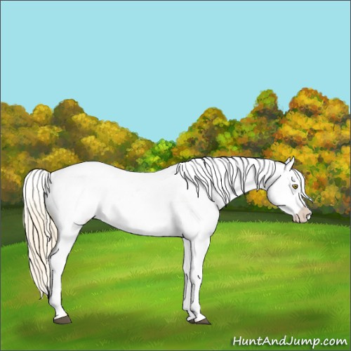 Horse Color:Palomino Appaloosa 
