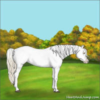 Horse Color:Palomino Appaloosa 