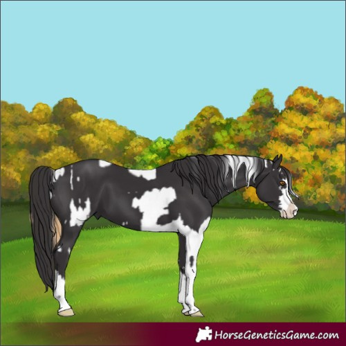 Horse Color:Buckskin Fewspot and Smoky Black