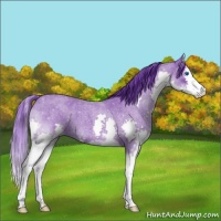 Horse Color:Watercolor Blue Roan Sabino Splash 