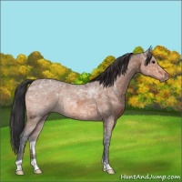 Horse Color:Bay Ice 