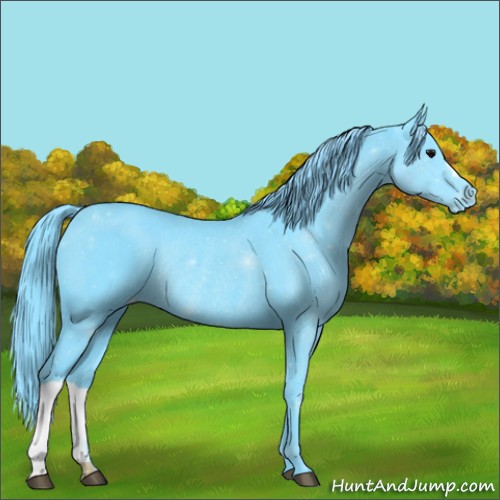 Horse Color:Watercolor Black Appaloosa Rabicano 
