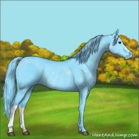 Horse Color:Watercolor Black Appaloosa Rabicano 