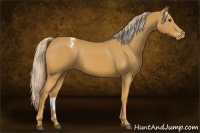 Horse Color:Palomino Appaloosa