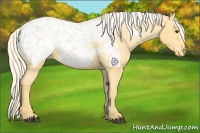 Horse Color:Palomino Appaloosa 