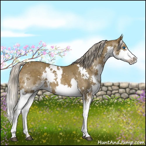 Horse Color:White Spotted Chocolate Palomino Splash