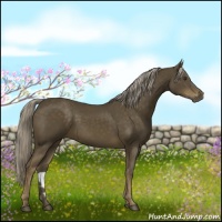 Horse Color:Chocolate Palomino 