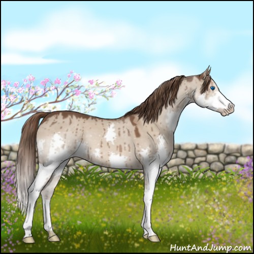 Horse Color:Liver Red Dun Splash