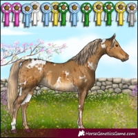 Horse Color:Chocolate Palomino Dun  and White Spotted Chocolate Palomino Dun Brindle 
