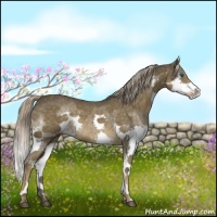 Horse Color:Chocolate Palomino Splash 