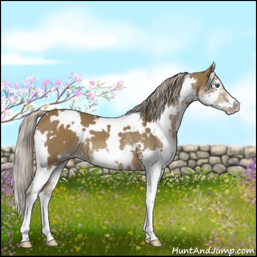 Horse Color:White Spotted Chocolate Palomino Splash 