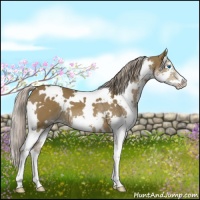 Horse Color:White Spotted Chocolate Palomino Splash 