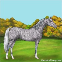 Horse Color:Watercolor Silver Grullo Chinchilla Ice Pearl Rabicano