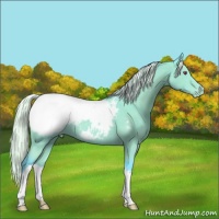 Horse Color:Watercolor Silver Black Chinchilla Snowcap 