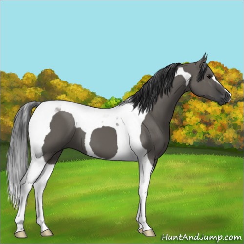 Horse Color:Grullo Tobiano 