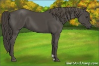 Horse Color:Smoky Black 