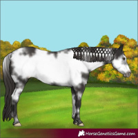 Horse Color:White Spotted Liver Chestnut Frame