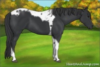 Horse Color:Black Tobiano 