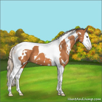 Horse Color:White Spotted Chestnut Splash Tobiano 
