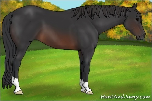 Horse Color:Brown 