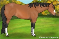 Horse Color:Bay 