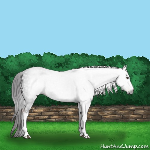 Horse Color:Gray White Spotted Liver Chestnut 