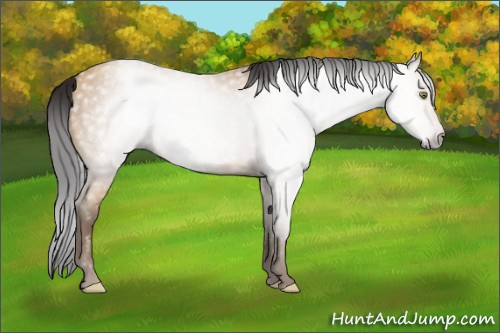 Horse Color:Gray Amber Champagne 