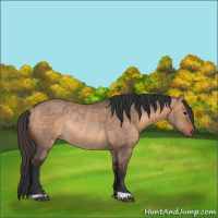 Horse Color:Bay Dun Rabicano 