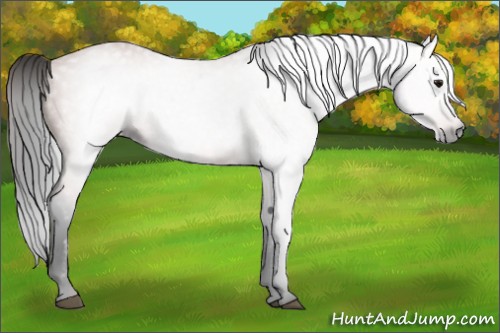 Horse Color:Gray Bay 