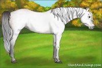 Horse Color:Gray Bay 