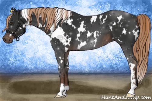 Horse Color:White Spotted Liver Chestnut Sabino 