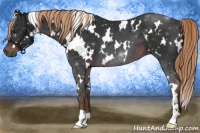 Horse Color:White Spotted Liver Chestnut Sabino 