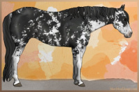 Horse Color:Gray Black Sabino 