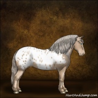 Horse Color:Chocolate Palomino Pearl Appaloosa 